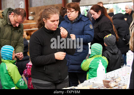 Stoholm, Danemark, Dimanche 17 Avril 2016 : la journée annuelle de matières organiques (Øko-dag) avec toutes les fermes ouvertes sur le Danemark. Beaucoup d'activités, parmi lesquels des échantillons de dégustation de produits laitiers, rencontrez les vaches, clap un veau et une aire de jeux de balle de paille géante. Crédit : Brian Bjeldbak/Alamy Live News Banque D'Images