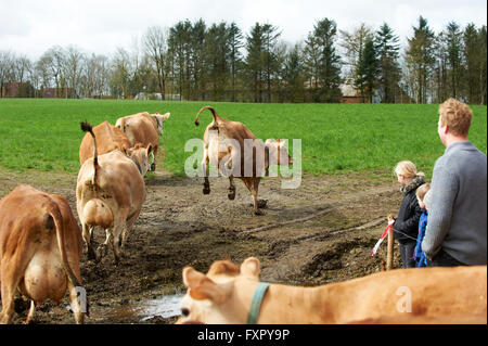 Stoholm, Danemark, Dimanche 17 Avril 2016 : la journée annuelle de matières organiques (Øko-dag) avec toutes les fermes ouvertes sur le Danemark. Beaucoup d'activités, parmi lesquels des échantillons de dégustation de produits laitiers, rencontrez les vaches, clap un veau et une aire de jeux de balle de paille géante. Crédit : Brian Bjeldbak/Alamy Live News Banque D'Images