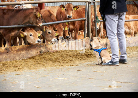 Stoholm, Danemark, Dimanche 17 Avril 2016 : la journée annuelle de matières organiques (Øko-dag) avec toutes les fermes ouvertes sur le Danemark. Beaucoup d'activités, parmi lesquels des échantillons de dégustation de produits laitiers, rencontrez les vaches, clap un veau et une aire de jeux de balle de paille géante. Crédit : Brian Bjeldbak/Alamy Live News Banque D'Images