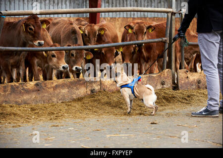 Stoholm, Danemark, Dimanche 17 Avril 2016 : la journée annuelle de matières organiques (Øko-dag) avec toutes les fermes ouvertes sur le Danemark. Beaucoup d'activités, parmi lesquels des échantillons de dégustation de produits laitiers, rencontrez les vaches, clap un veau et une aire de jeux de balle de paille géante. Crédit : Brian Bjeldbak/Alamy Live News Banque D'Images