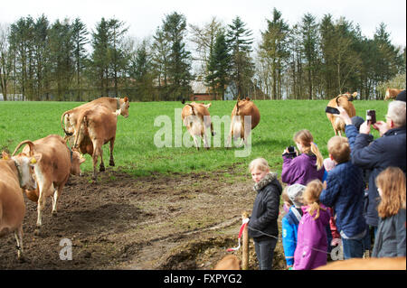 Stoholm, Danemark, Dimanche 17 Avril 2016 : la journée annuelle de matières organiques (Øko-dag) avec toutes les fermes ouvertes sur le Danemark. Beaucoup d'activités, parmi lesquels des échantillons de dégustation de produits laitiers, rencontrez les vaches, clap un veau et une aire de jeux de balle de paille géante. Crédit : Brian Bjeldbak/Alamy Live News Banque D'Images