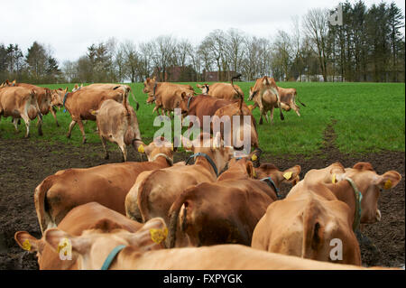 Stoholm, Danemark, Dimanche 17 Avril 2016 : la journée annuelle de matières organiques (Øko-dag) avec toutes les fermes ouvertes sur le Danemark. Beaucoup d'activités, parmi lesquels des échantillons de dégustation de produits laitiers, rencontrez les vaches, clap un veau et une aire de jeux de balle de paille géante. Crédit : Brian Bjeldbak/Alamy Live News Banque D'Images