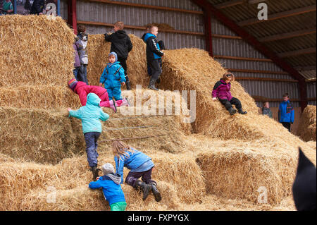 Stoholm, Danemark, Dimanche 17 Avril 2016 : la journée annuelle de matières organiques (Øko-dag) avec toutes les fermes ouvertes sur le Danemark. Beaucoup d'activités, parmi lesquels des échantillons de dégustation de produits laitiers, rencontrez les vaches, clap un veau et une aire de jeux de balle de paille géante. Crédit : Brian Bjeldbak/Alamy Live News Banque D'Images