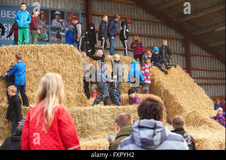 Stoholm, Danemark, Dimanche 17 Avril 2016 : la journée annuelle de matières organiques (Øko-dag) avec toutes les fermes ouvertes sur le Danemark. Beaucoup d'activités, parmi lesquels des échantillons de dégustation de produits laitiers, rencontrez les vaches, clap un veau et une aire de jeux de balle de paille géante. Crédit : Brian Bjeldbak/Alamy Live News Banque D'Images