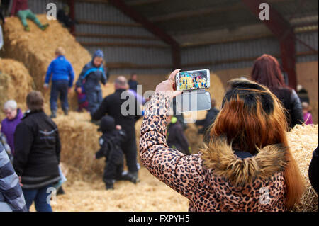 Stoholm, Danemark, Dimanche 17 Avril 2016 : la journée annuelle de matières organiques (Øko-dag) avec toutes les fermes ouvertes sur le Danemark. Beaucoup d'activités, parmi lesquels des échantillons de dégustation de produits laitiers, rencontrez les vaches, clap un veau et une aire de jeux de balle de paille géante. Crédit : Brian Bjeldbak/Alamy Live News Banque D'Images