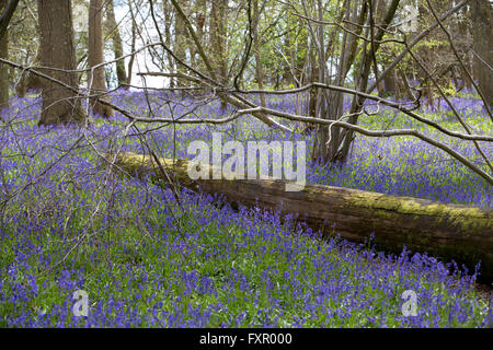 À bois Bluebell Hatchlands Park, Surrey, Angleterre 17.04.2016 Photo montre Bluebels en floraison thel woods à Hatchlands Park, Surrey, England Crédit : Jeff Gilbert/Alamy Live News Banque D'Images