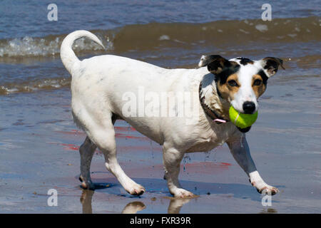 Les chiens jouer à New Brighton, Wirral, Cheshire, Royaume-Uni. Dimanche 17 avril 2016. Les chiens jouent dans le surf et de sable sur New Brighton Beach. Après un démarrage à froid et frosty le soleil réchauffe rapidement la rivière Mersey assez pour ces chiens de profiter de leur dimanche nager. Cernan Elias/Alamy Live News Banque D'Images