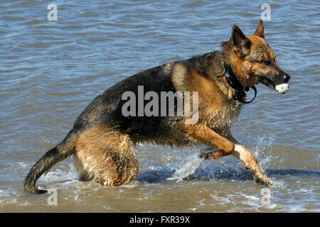 Les chiens jouer à New Brighton, Wirral, Cheshire, Royaume-Uni. Dimanche 17 avril 2016. Les chiens jouent dans le surf et de sable sur New Brighton Beach. Après un démarrage à froid et frosty le soleil réchauffe rapidement la rivière Mersey assez pour ces chiens de profiter de leur dimanche nager. Cernan Elias/Alamy Live News Banque D'Images