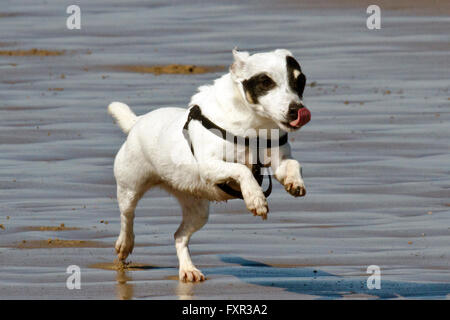 Les chiens jouer à New Brighton, Wirral, Cheshire, Royaume-Uni. Dimanche 17 avril 2016. Les chiens jouent dans le surf et de sable sur New Brighton Beach. Après un démarrage à froid et frosty le soleil réchauffe rapidement la rivière Mersey assez pour ces chiens de profiter de leur dimanche nager. Cernan Elias/Alamy Live News Banque D'Images