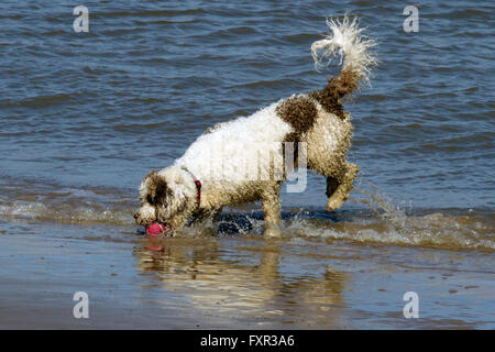 Les chiens jouer à New Brighton, Wirral, Cheshire, Royaume-Uni. Dimanche 17 avril 2016. Les chiens jouent dans le surf et de sable sur New Brighton Beach. Après un démarrage à froid et frosty le soleil réchauffe rapidement la rivière Mersey assez pour ces chiens de profiter de leur dimanche nager. Cernan Elias/Alamy Live News Banque D'Images