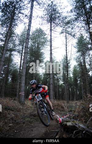 Woodbury Common, Devon, UK, le 17 avril 2016. Un racer négocie la liquidation section forestière au cours de la première série de l'ouest du sud MTB XC vtt de course qui s'est tenue à Woodbury Common près d'Exeter. @ David Partridge / Alamy Live News Banque D'Images