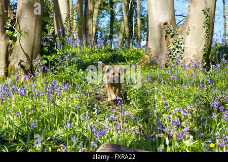 Faversham, Kent, UK. 18 avril 2016 : Météo France. Jacinthes en fleurs à Faversham que le soleil brille et les températures atteignent de nouveau dans deux chiffres. Le Toddy Border Terrier joue dans les bois Photo : Alan Payton/Alamy Live News Banque D'Images