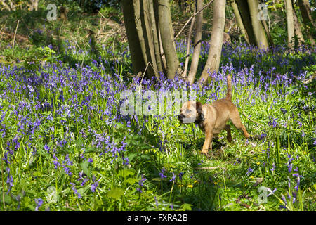 Faversham, Kent, UK. 18 avril 2016 : Météo France. Jacinthes en fleurs à Faversham que le soleil brille et les températures atteignent de nouveau dans deux chiffres. Le Toddy Border Terrier joue dans les bois Photo : Alan Payton/Alamy Live News Banque D'Images