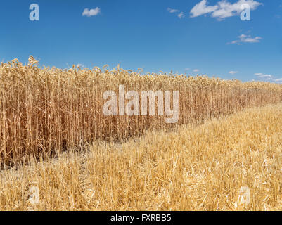 Le blé récolté mûr, partiellement Banque D'Images