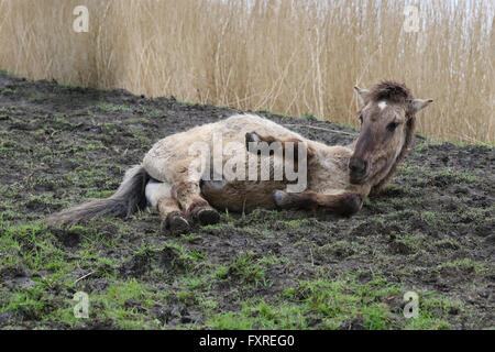 Chevaux Konik couchés dans la boue, les Pays-Bas Oostvaardersplassen Banque D'Images