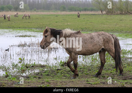 Chevaux Konik une marche sous la pluie dans l'Oostvaardersplassen, Pays-Bas Banque D'Images
