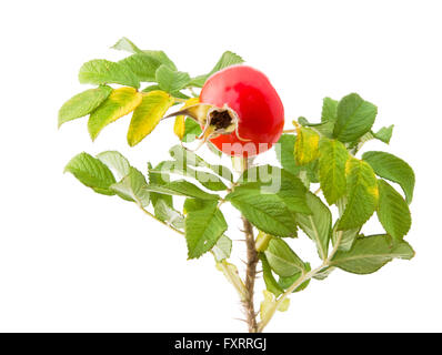 Une brindille de Rosa rugosa rose, Japonais, avec une rose hip, isolé Banque D'Images