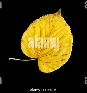 Feuille d'automne de tilleul à grandes feuilles, Tilia platyphyllos, surface supérieure Banque D'Images