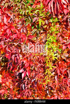 Vigne vierge en automne, Parthenocissus quinquefolia Banque D'Images