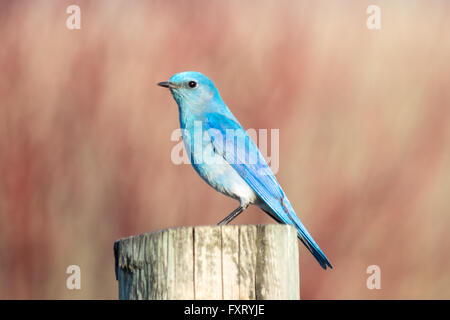 Un homme Merlebleu azuré (Sialia currucoides), perché sur un fencepost. Francis Viewpoint, Beaverhill Lake, Alberta, Canada. Banque D'Images