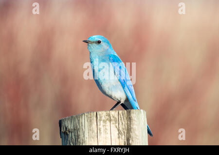 Un homme Merlebleu azuré (Sialia currucoides), perché sur un fencepost. Francis Viewpoint, Beaverhill Lake, Alberta, Canada. Banque D'Images
