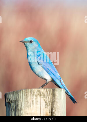 Un homme Merlebleu azuré (Sialia currucoides), perché sur un fencepost. Francis Viewpoint, Beaverhill Lake, Alberta, Canada. Banque D'Images