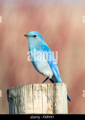 Un homme Merlebleu azuré (Sialia currucoides), perché sur un fencepost. Francis Viewpoint, Beaverhill Lake, Alberta, Canada. Banque D'Images