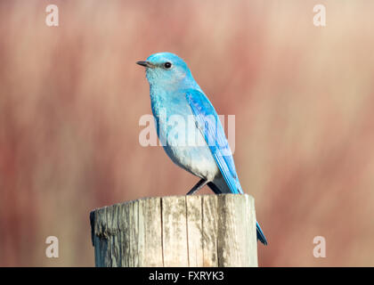 Un homme Merlebleu azuré (Sialia currucoides), perché sur un fencepost. Francis Viewpoint, Beaverhill Lake, Alberta, Canada. Banque D'Images