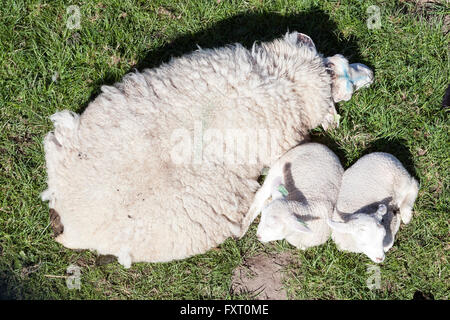 Deux agneaux et moutons mère étroite à pré vert vu de dessus Banque D'Images