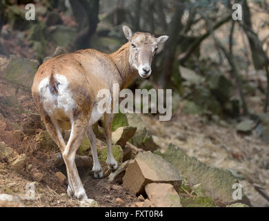 Chypre - mouflon Ovis orientalis ovion moutons sauvages endémiques Banque D'Images