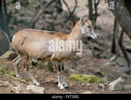 Chypre - mouflon Ovis orientalis ovion moutons sauvages endémiques Banque D'Images