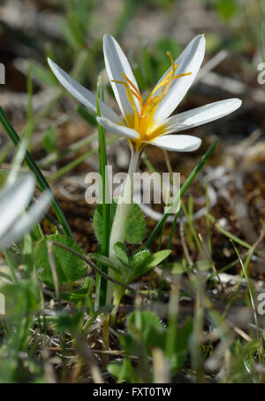 Crocus Crocus ou Chypre Aphrodite - Crocus veneris endémique à Chypre Banque D'Images