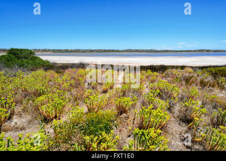 Parnka Point, le parc national du Coorong, péninsule de Fleurieu, Australie du Sud Banque D'Images