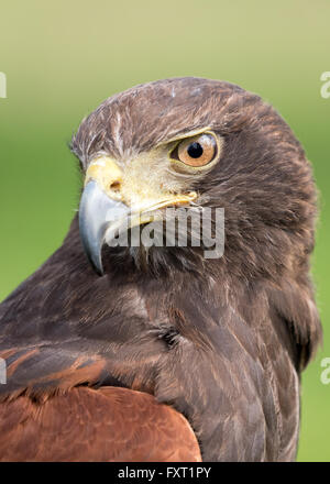 Harris Hawk headshot avec un fond vert Banque D'Images
