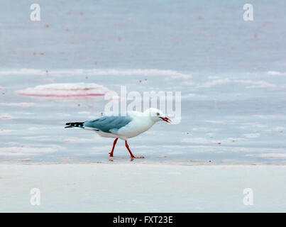 Goéland argenté qui se nourrit d'une Pink Saltpan (Larus novaehollandiae), le parc national du Coorong, péninsule de Fleurieu, Australie du Sud, SA, Australie Banque D'Images