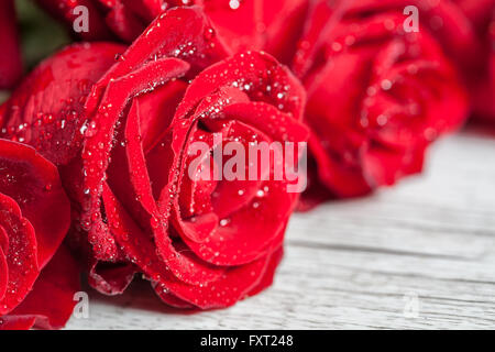 Rose rouge avec des gouttes d'eau Gros plan extrême. Profondeur de champ Banque D'Images