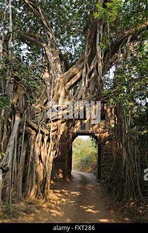 Piste forestière qui traverse une ancienne porte avec arbre de banian (Ficus benghalensis), Ranthambhore National Park, Rajasthan, Inde Banque D'Images