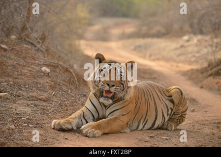 Bengale ou tigre de l'Inde (Panthera tigris tigris) reposant sur une piste forestière, Ranthambhore National Park, Rajasthan, Inde Banque D'Images