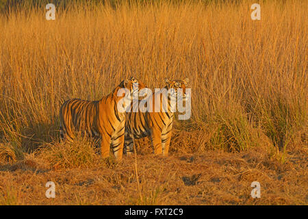 Deux hommes tigres du Bengale ou Indien (Panthera tigris tigris) dans les prairies, Ranthambhore National Park, Rajasthan, Inde Banque D'Images