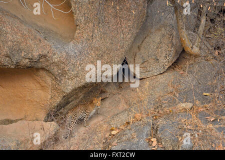 Indian Léopard (Panthera pardus fusca) en terrain rocheux, Jawai Dam Sanctuaire, Rajasthan, Inde Banque D'Images