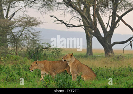 Deux Lionnes (Panthera leo) dans la pluie, Parc national du lac Nakuru, Kenya Banque D'Images