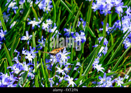 Beaucoup de squill scilla bleu ou avec un papillon à nectar parmi eux. Papillon est un Aglais urticae petite tortoiseshe ou Banque D'Images