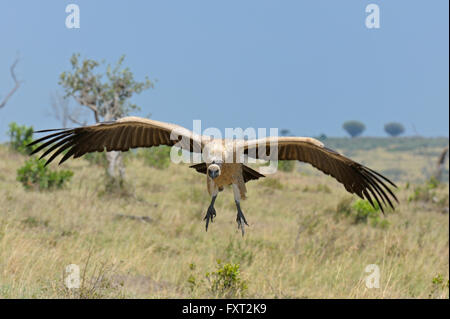 Vautour africain (Gyps africanus) en vol, arrivant sur la terre, Masai Mara National Reserve, Kenya Banque D'Images