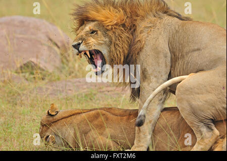 L'accouplement des lions (Panthera leo), Masai Mara National Reserve, Kenya Banque D'Images