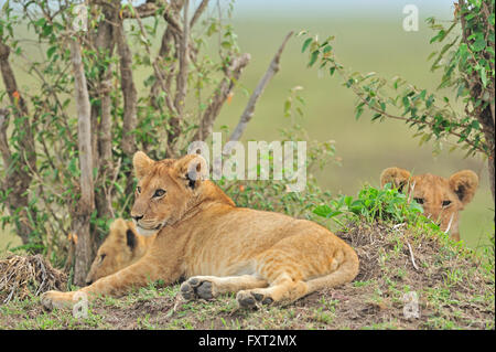 Le marais de Pride of lions (Panthera leo), Masai Mara National Reserve, Kenya Banque D'Images