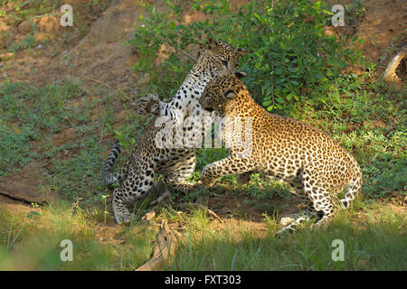 Sri Lanka deux léopards (Panthera pardus kotiya) jouer combats, parc national de Yala, au Sri Lanka Banque D'Images