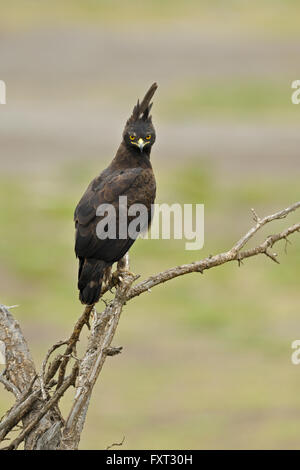 Long-crested Eagle (Lophaetus occipital) perché sur une branche,, Ndutu Ngorongoro Conservation Area, Tanzania Banque D'Images