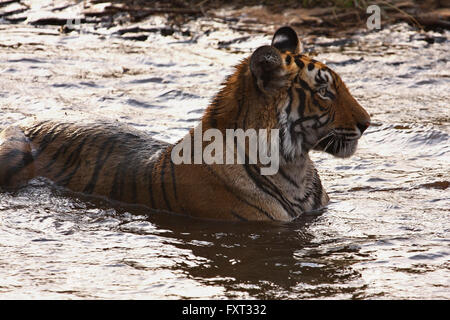 Tiger dans un trou d'eau, le Parc National de Ranthambhore, Rajasthan, Inde Banque D'Images