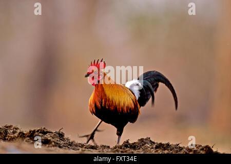 Jungle rouge volaille (Gallus gallus), homme, l'alimentation dans un tas de fumier de rhino, le parc national de Kaziranga, Assam, Inde Banque D'Images