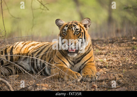 Bengale ou tigre de l'Inde (Panthera tigris tigris), les subadultes, Ranthambhore National Park, Rajasthan, Inde Banque D'Images